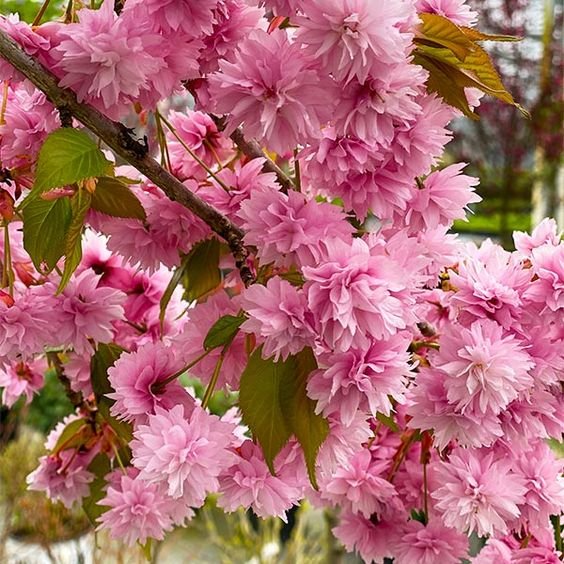 How To Plant And Care For Weeping Cherry Trees - Plants Health Care